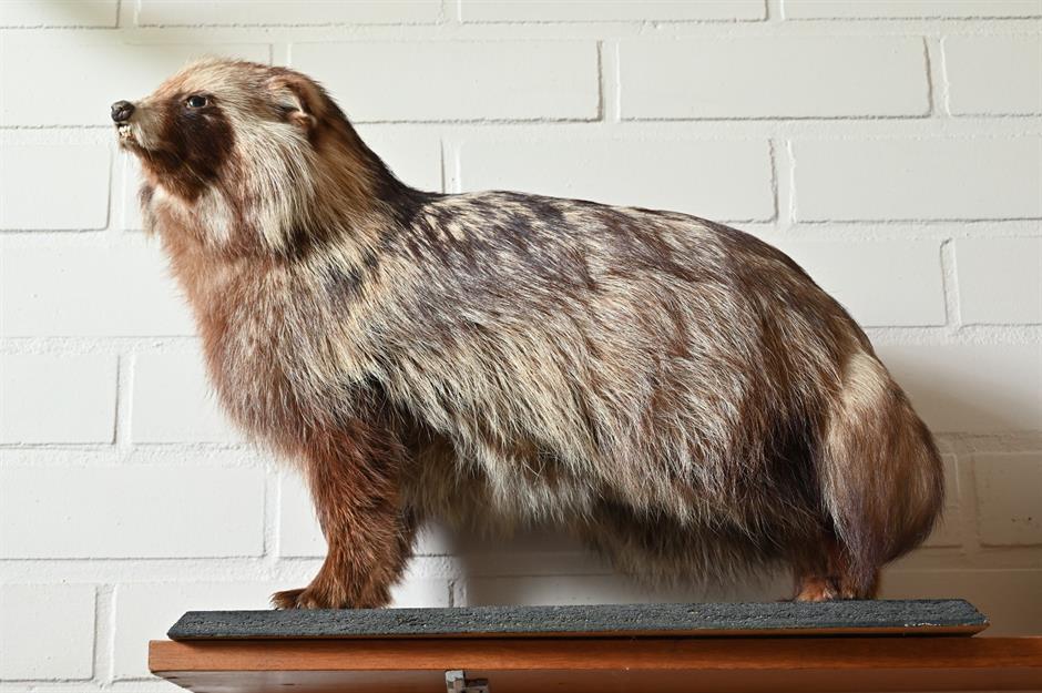 Amanda Seyfried's taxidermy collection